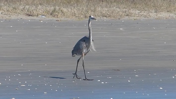 Video: Great Blue Heron